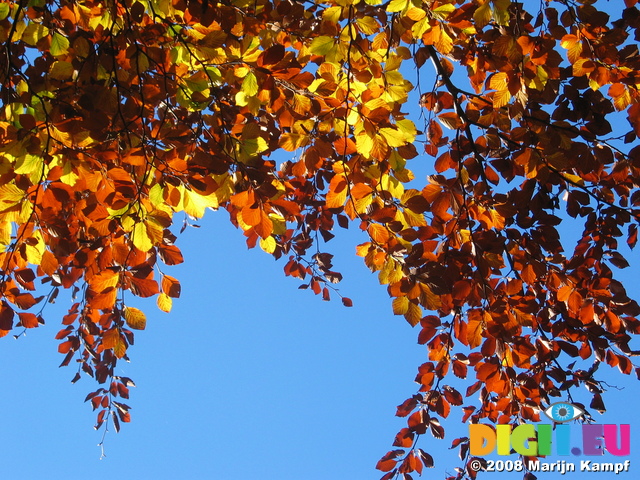 24323 Red and yellow leaves